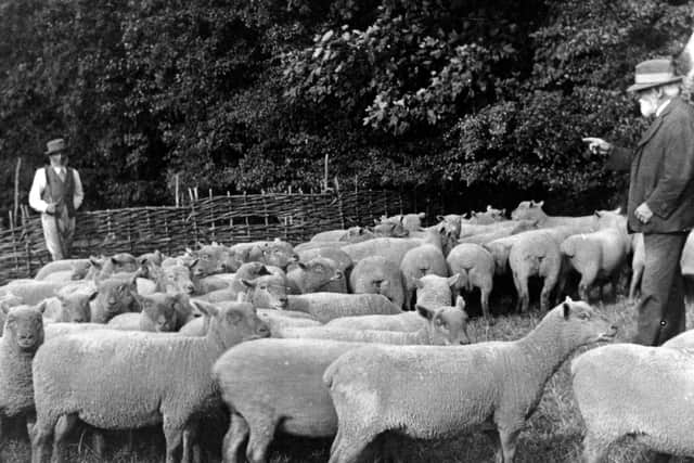 Sheep on Farlington Marshes. On the right is shepherd Nelson Holcombe.