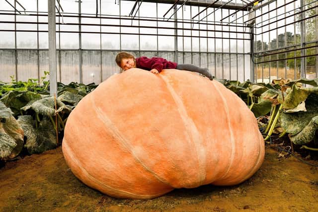 Pictured:  Ian's granddaughter Martha Syrett, 3, with the giant pumpkin. Picture: Jordan Pettitt/Solent News & Photo Agency