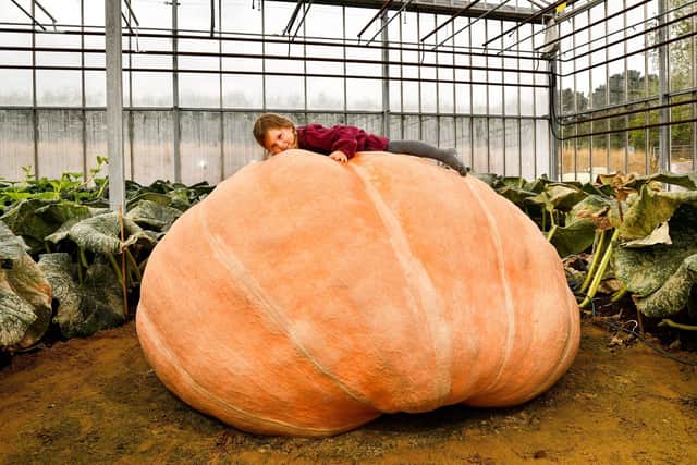 Pictured: Ian's granddaughter Martha Syrett, 3, with the giant pumpkin. Picture: Jordan Pettitt/Solent News & Photo Agency
