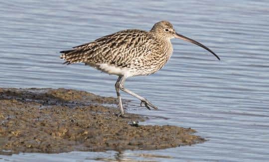 The University of Portsmouth is part of a multi-million project to restore endangered ecosystems across the Solent.