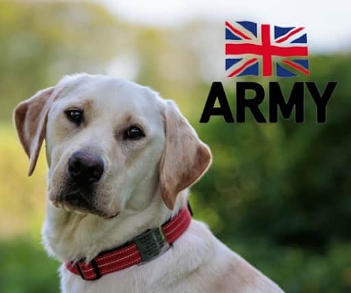 Service Dogs UK are holding a competition to see which dog will raise the most amount of funds which will go back into the charity.
Pictured: Larry