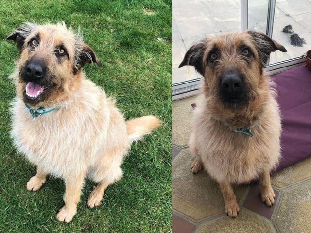 Julia is a gorgeous five year old large crossbreed girl, weighing 32kgs. She is friendly with people, loves cuddles and lots of fuss. Julia is house trained and can be left.
She is being rehomed because she’s not getting along with one of the resident dogs however she is fine with the other two.
Julia can be reactive on walks towards other dogs but can be distracted with food. She is food motivated, loves toys and very smart making her easy to train.
The adoption fee is £375 and to see what this price includes, go to the Charity's website.