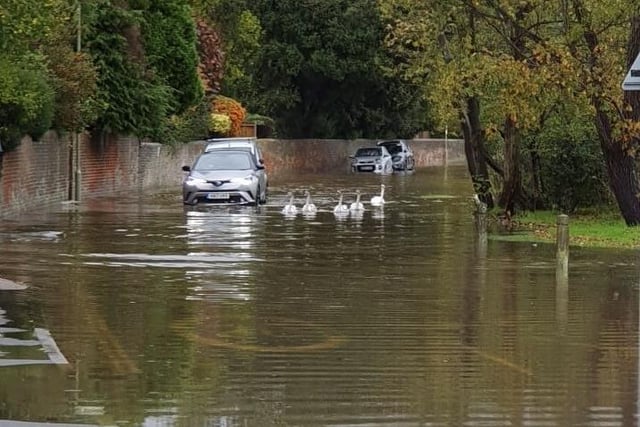 Swans enjoying the floodwaters on Wallington Shore Road, Fareham this morning.