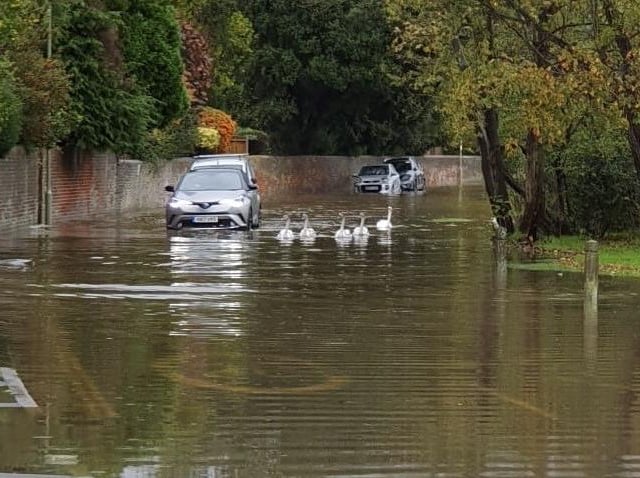 Swans enjoying the floodwaters on Wallington Shore Road, Fareham this morning.