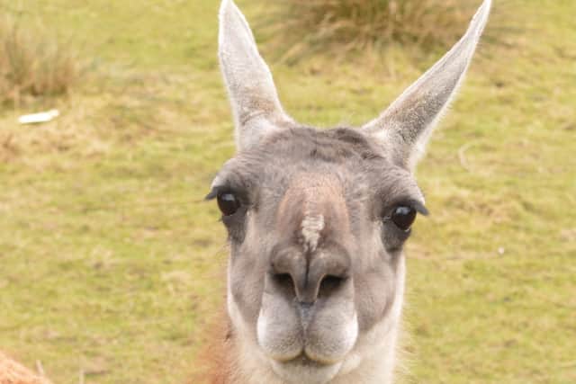 The Lake District Wildlife Park is well worth a visit.