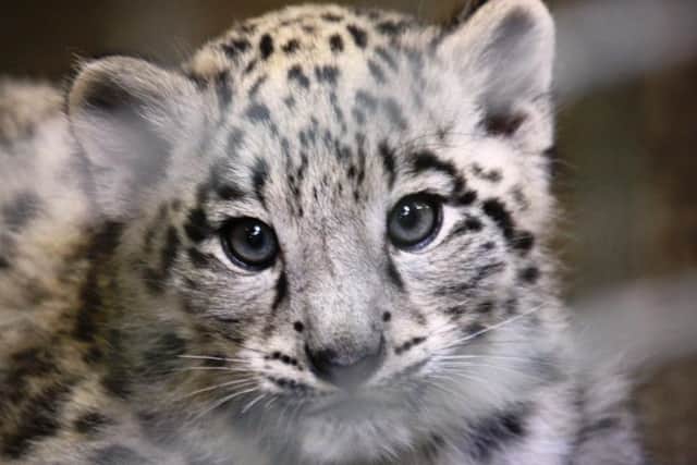 One of the snow leopard cubs at Twycross Zoo