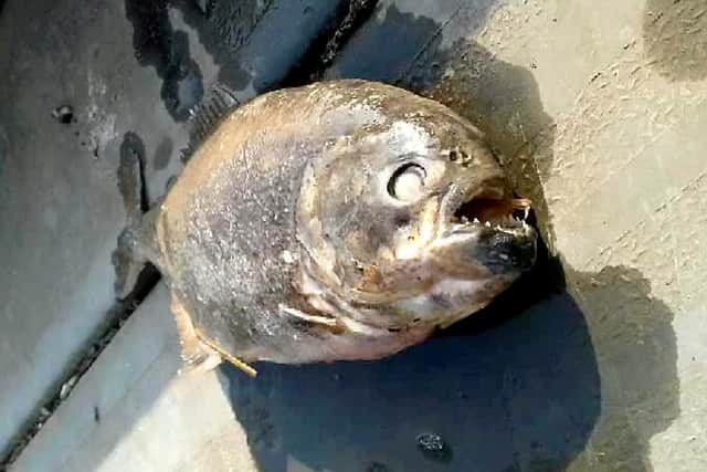 The carnivorous fish with rows of sharp teeth normally stalk the waters of the Amazon (Photo: SWNS)