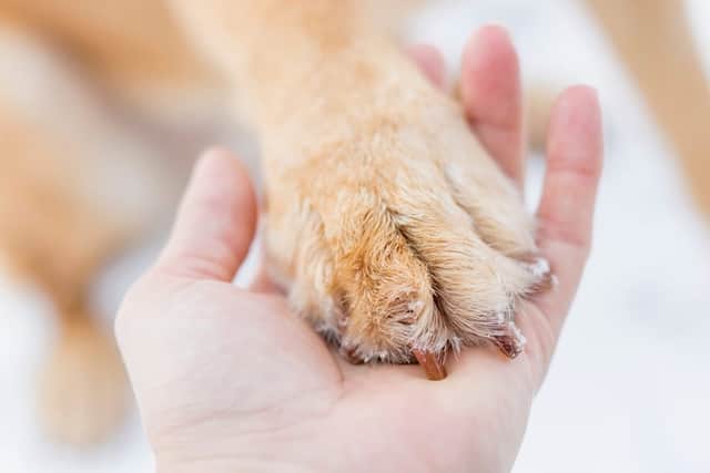 In the UK, you are legally able to bury your pet in the grounds of the home where they lived (Photo: Shutterstock)