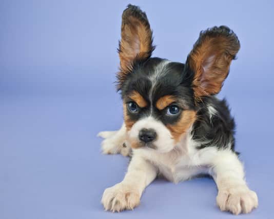 Do you have trouble controlling your dog? (Photo: Shutterstock)