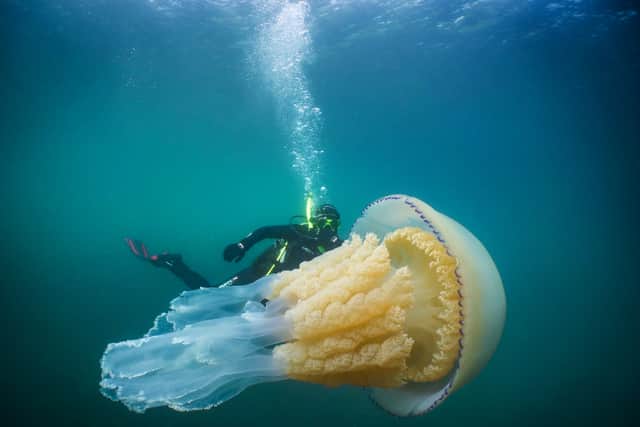Dan Abbott was filming marine life around the coast with biologist Lizzie Daly, host of BBC Earth (Photo: SWNS)