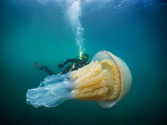 Dan Abbott was filming marine life around the coast with biologist Lizzie Daly, host of BBC Earth (Photo: SWNS)