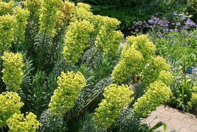 Have you come across this plant before? (Photo: RHS)