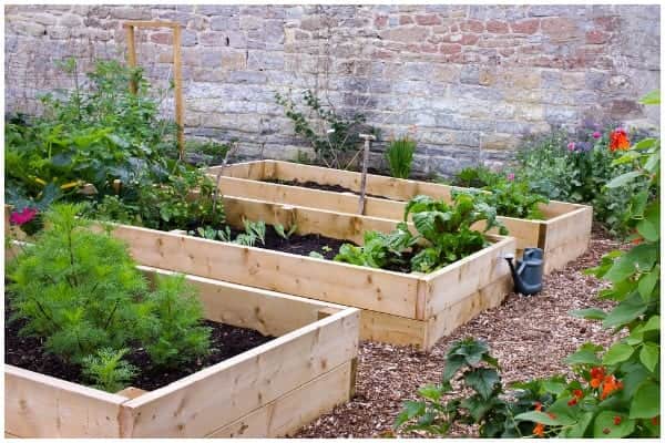 If you’re an avid gardener or have taken it up as a new hobby, you may be wondering what the best plants and vegetables to plant or grow during the upcoming summer months are (Photo: Shutterstock)