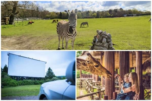 Zoos, safari parks and drive-in cinemas are set to reopen in England from Monday 15 June, Boris Johnson is due to announce (Photo: Shutterstock)