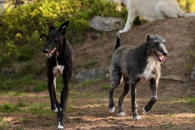 Dogs Trust has revealed that greyhounds and lurchers are two breeds of dog more likely to spend a longer period of time waiting to be rehomed (Photo: Shutterstock)