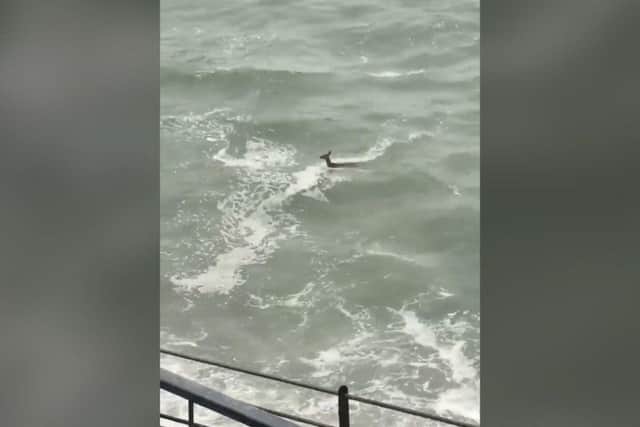 The deer swan in the sea