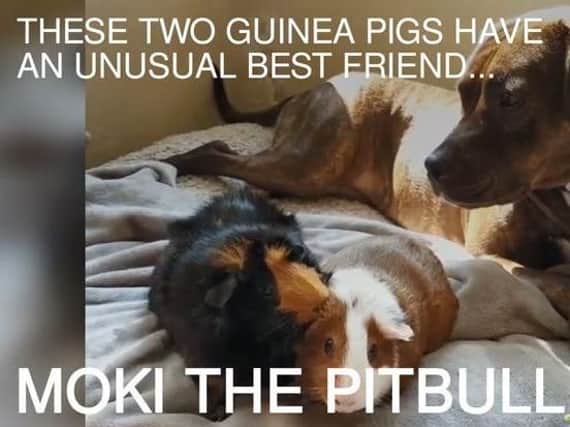 Moki and the guinea pigs