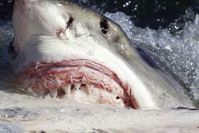 A great white shark