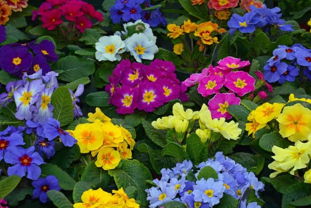 Brian answers questions on pansies, Brussels sprouts and hydrangeas