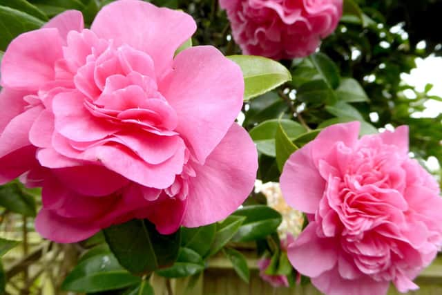 If your camellia blooms were turned brown by the frost don't worry, they will recover.