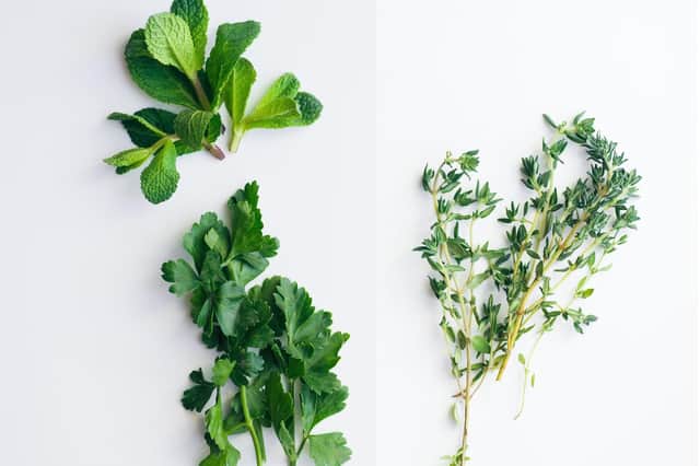 The only herbs grown by Brian: mint, parsley and thyme.