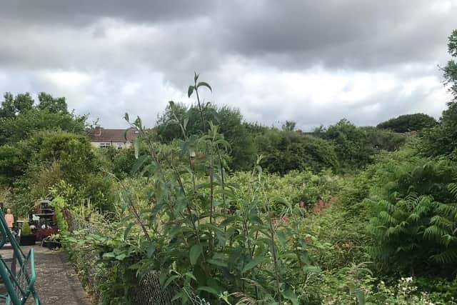 The overgrown plot