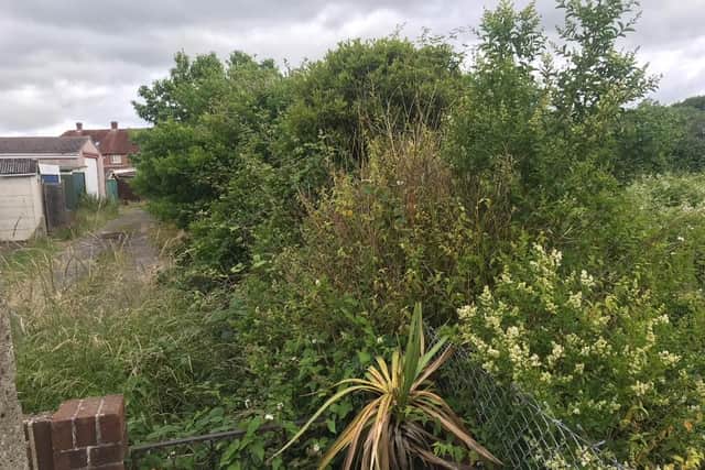 The overgrown plot