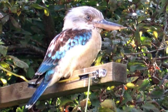 The blue-winged kookaburra spotted in Jack Kuss' garden last month. Picture: Jack Kuss