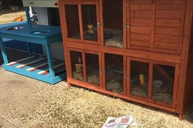 Volunteers had to search to find the guinea pigs after their hutch was damaged.