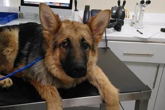 Alfie the puppy, who has eye defects, during a recent visit to the specialist. Picture: Erica Grimes