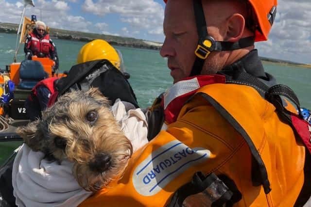 Max  a small brindle terrier  was rescued by coastguard and lifeboat crews on Saturday (July 28) after becoming stranded on an island in the middle of Portsmouth Harbour. Picture: Gafirs