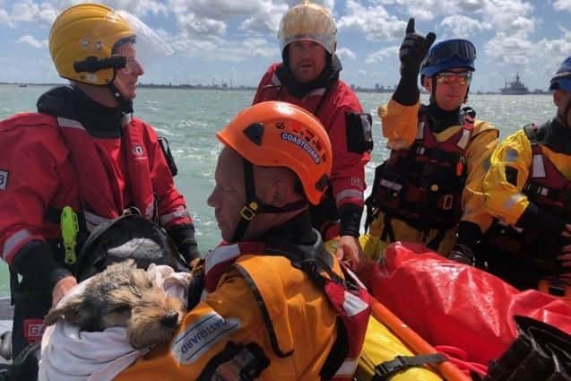 Max  a small brindle terrier  was rescued by coastguard and lifeboat crews on Saturday (July 28) after becoming stranded on an island in the middle of Portsmouth Harbour. Picture: Gafirs
