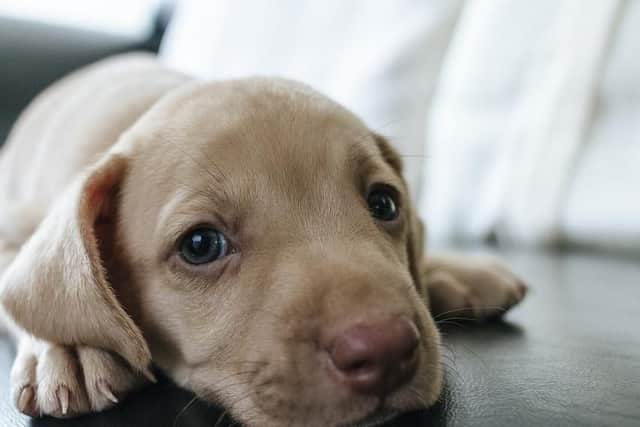The current maximum sentence for animal abusers is six months