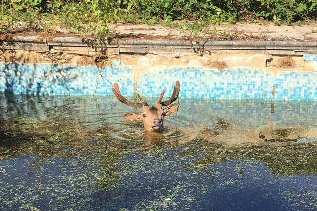 The deer was found in a disused Hampshire swimming pool
