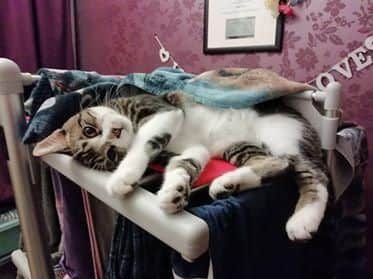 Katie Puddicome's 7 month old cat Henry caught in the act.