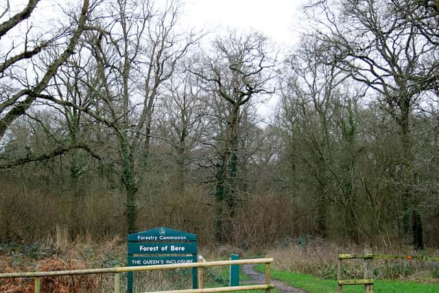 The Queen's Inclosure woods