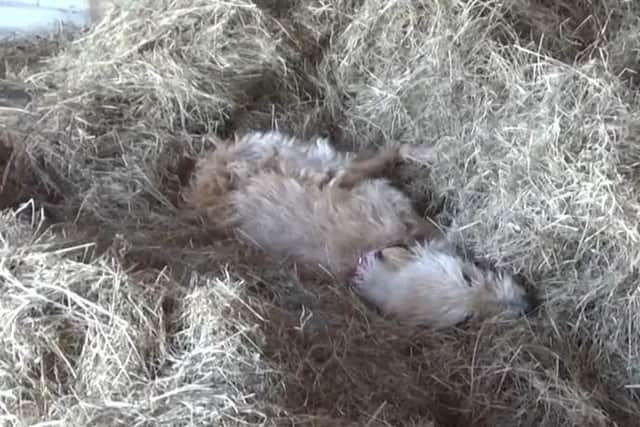 A female lurcher was found collapsed in a pile of hay in a barn