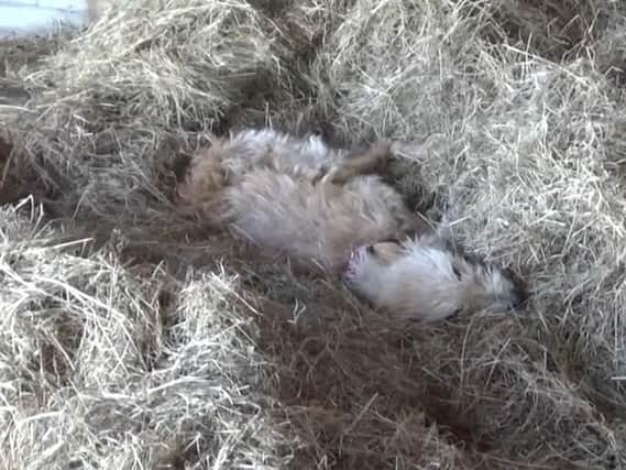 A female lurcher was found collapsed in a pile of hay in a barn