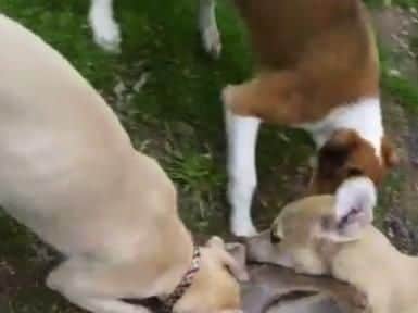 Videos were found on a phone of dogs being set on a wild rabbit