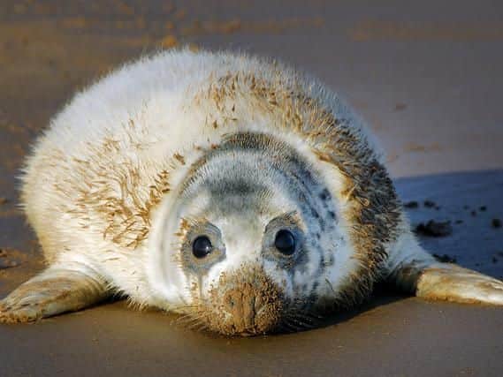 A grey seal pup. Picture: Geograph / Julian Dowse (labelled for reuse)