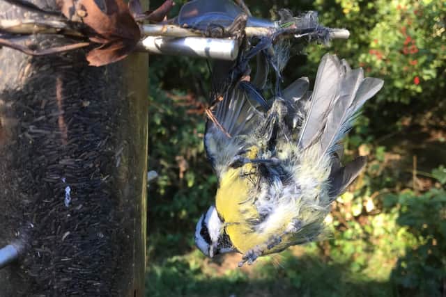 Five blue tits and one great tit have died after being trapped in the glue. Picture: RSPCA