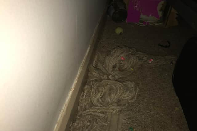 the carpet behind Mr Phipps' bed, which he says has been chewed up by rats