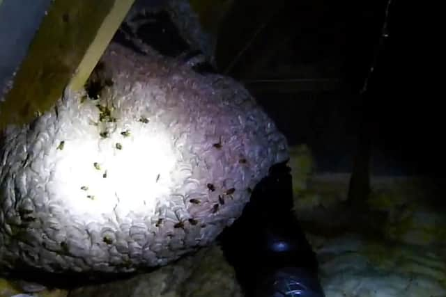 The wasp nest. Picture: Shane Jones/SWNS.com