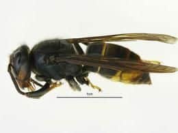 Asian hornet