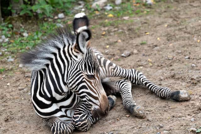 Endangered zebra has been born at Marwell zoo. Picture: Jason Brown/ PA Wire