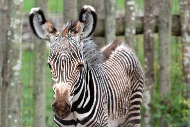 The foal is doing 'very well' the zoo has said. Picture: Jason Brown/ PA Wire