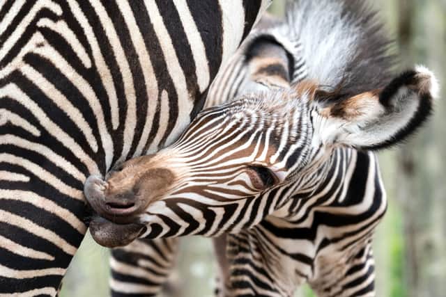 The female foal was born in the early hours of Friday. Picture: Jason Brown/ PA Wire