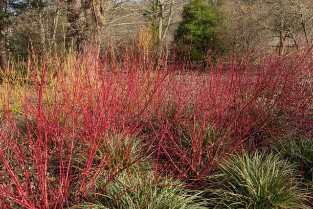 Take cuttings now of cornus alba Sibirica, the Siberian dogwood.