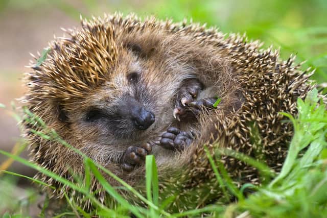 Check your bonfires for hedgehogs.