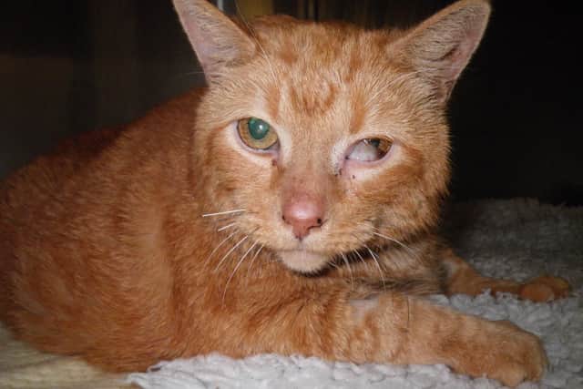 Can you help Berwyn Hards get home? Picture: RSPCA